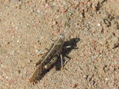 Schistocerca gregaria