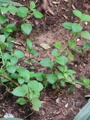 Coleus amboinicus
