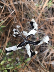 Pterocaulon pycnostachyum