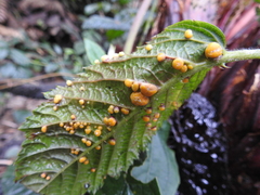 Cynipoidea
