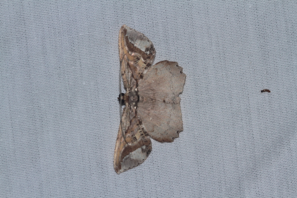 Thysanopyga crenata