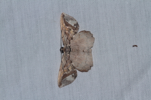 Thysanopyga crenata