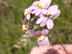 Nemesia fruticans