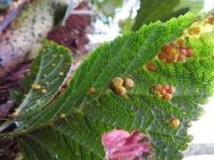 Cynipoidea