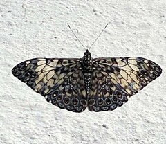 Hamadryas fornax