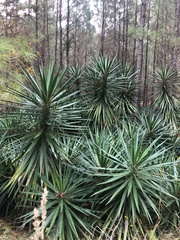 Yucca gloriosa