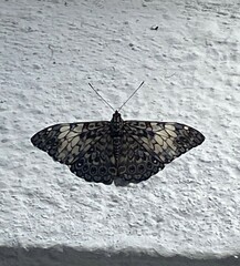 Hamadryas fornax