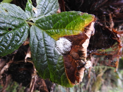 Cynipoidea