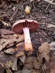 Cortinarius rubripes