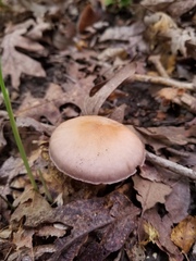 Cortinarius rubripes