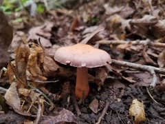 Cortinarius rubripes