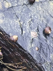 Testudinalia testudinalis