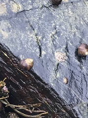 Testudinalia testudinalis