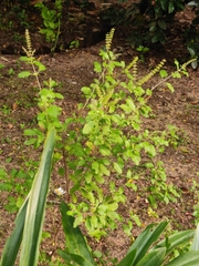 Ocimum tenuiflorum