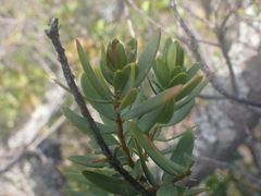 Polygala myrtifolia