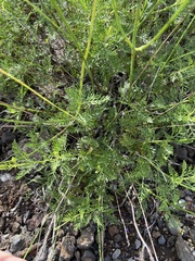 Lavandula canariensis image