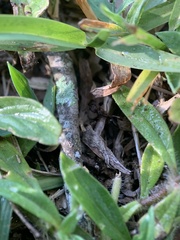 Odontomachus ruginodis