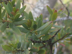Polygala myrtifolia