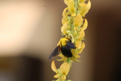 Xylocopa ruficornis