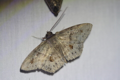 Eulepidotinae