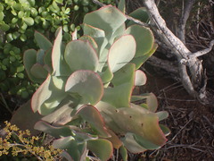 Cotyledon velutina