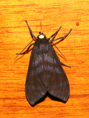 Pachydota iodea