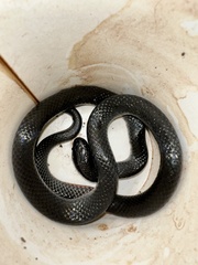 Cryptophis nigrescens