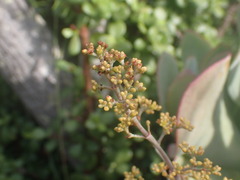 Crassula perforata