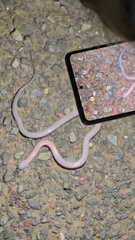 Cryptophis nigrescens