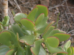 Crassula ovata