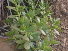 Crassula cultrata