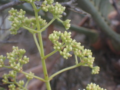 Crassula cultrata