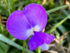 Vigna unguiculata