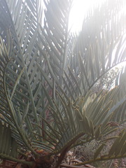 Encephalartos lehmannii