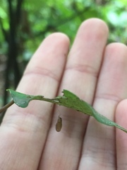 Meteorus pulchricornis