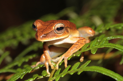 Many-banded Treefrog