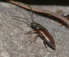 Ptilodactylidae