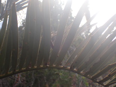 Encephalartos lehmannii