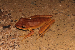 Boana multifasciata