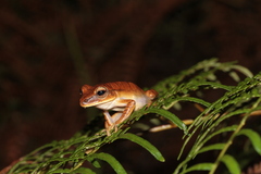 Boana multifasciata