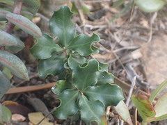 Euclea undulata