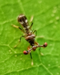 Megalabops quadriguttata
