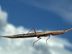 Pyrgomantis rhodesica