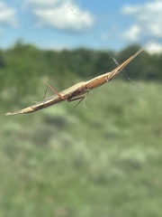 Pyrgomantis rhodesica