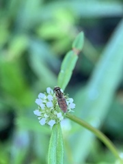Toxomerus floralis