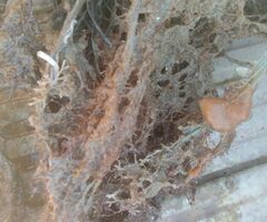 Amathia verticillata