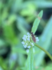 Toxomerus floralis