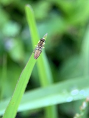 Toxomerus floralis