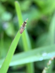 Toxomerus floralis