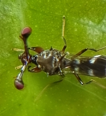 Megalabops quadriguttata